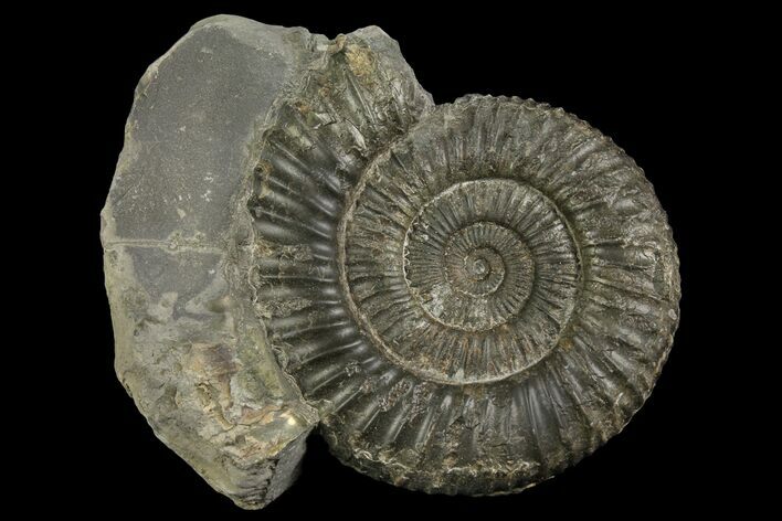 Ammonite (Dactylioceras) Fossil - England #174284